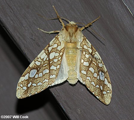 Lophocampa caryae - Hickory Tussock Moth