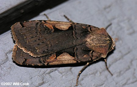 Xestia c-nigrum/dolosa - Black-lettered Dart sp.