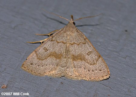 Chytolita morbidalis - Morbid Owlet Moth