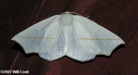 Tetracis cachexiata - White Slant-Line