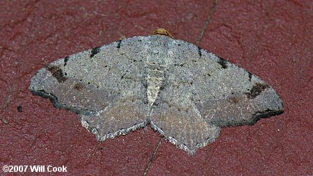 Macaria bicolorata - Bicolored Angle