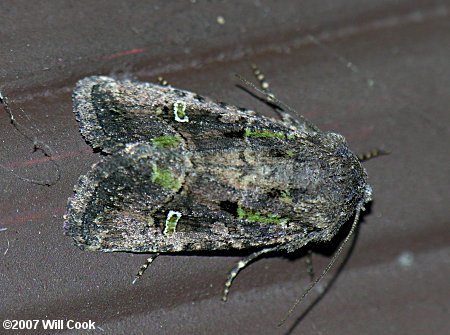 Lacinipolia renigera - Bristly Cutworm