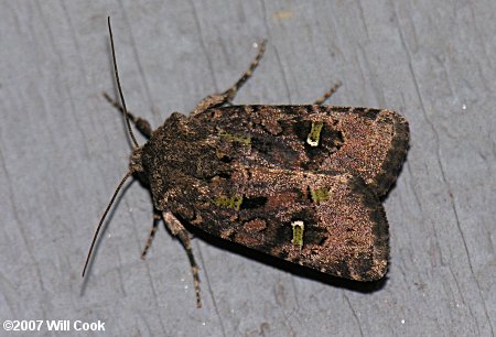 Lacinipolia renigera - Bristly Cutworm