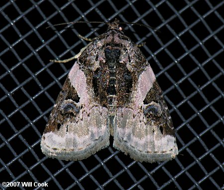 Pseudeustrotia carneola - Pink-barred Pseudeustrotia