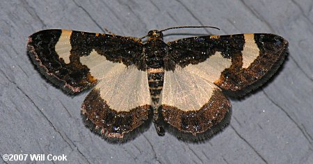 Heliomata cycladata - Common Spring Moth