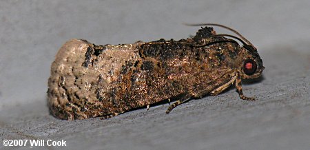 Ecdytolopha insiticiana - Locust Twig Borer Moth