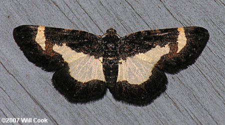 Heliomata cycladata - Common Spring Moth