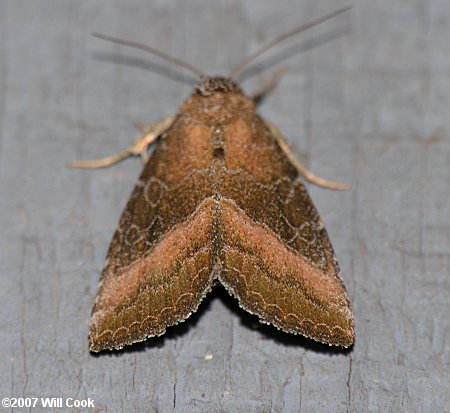 Ogdoconta cinereola - Common Pinkband