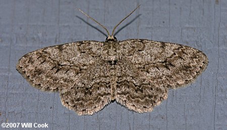 Ectropis crepuscularia - Small Engrailed