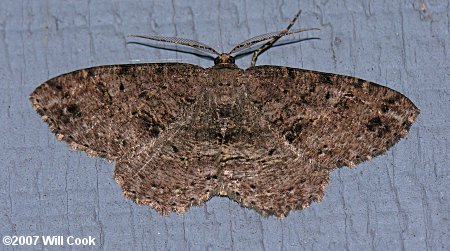 Ectropis crepuscularia - Small Engrailed