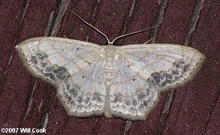 Scopula limboundata - Large Lace-border