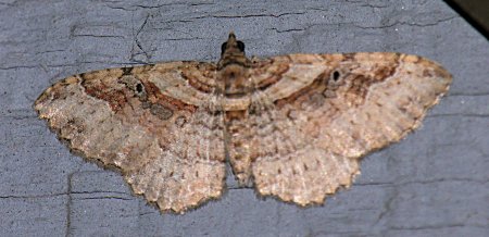 Costaconvexa centrostrigaria - Bent-line Carpet