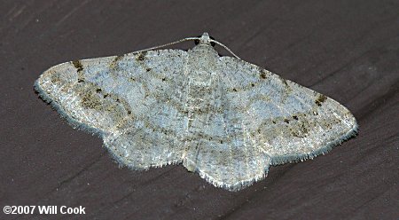 Digrammia ocellinata - Faint-spotted Angle