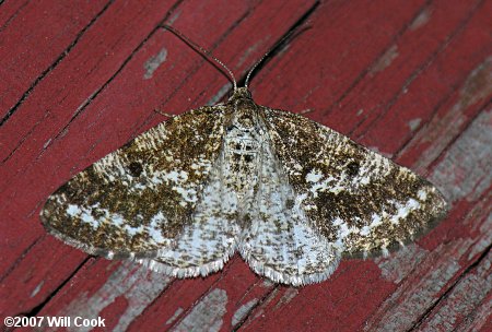 Eufidonia notataria - Powder Moth