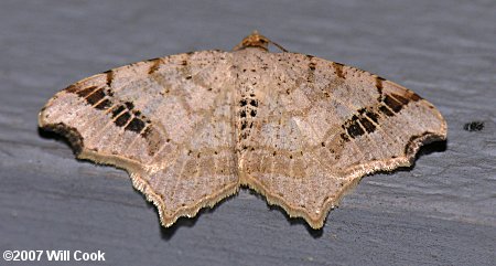 Macaria aemulataria - Common Angle