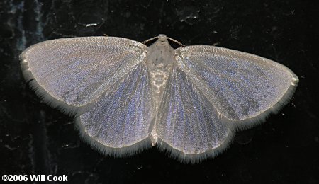 Lomographa vestaliata - White Spring Moth