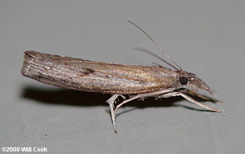 Parapediasia teterrella - Bluegrass Webworm Moth