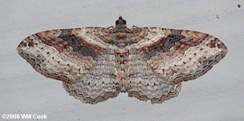 Costaconvexa centrostrigaria - Bent-line Carpet