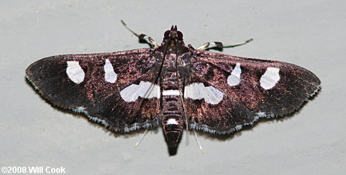 Desmia funeralis - Grape Leaffolder