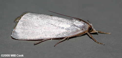 Urola nivalis - Snowy Urola