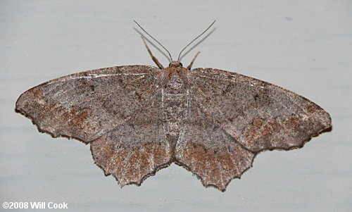 Hypagyrtis esther - Esther Moth