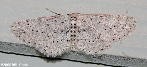 Glena cribrataria - Dotted Gray