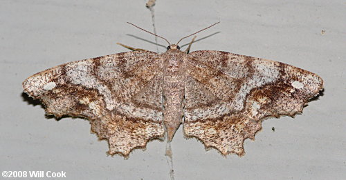 Hypagyrtis piniata - Pine Measuringworm Moth