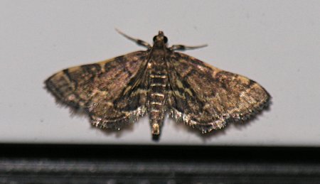 Anageshna primordialis - Yellow-spotted Webworm Moth