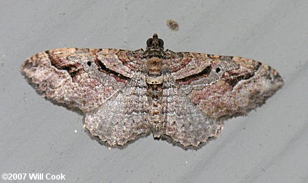 Costaconvexa centrostrigaria - Bent-line Carpet