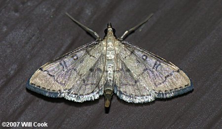 Blepharomastix ranalis - Hollow-spotted Blepharomastix