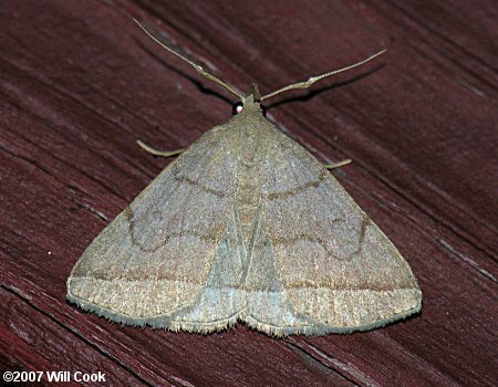 Zanclognatha cruralis - Early Fan-Foot