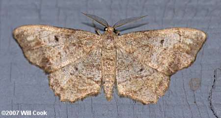 Hypagyrtis unipunctata - One-spotted Variant