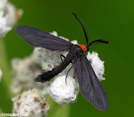 Harrisina americana - Grapeleaf Skeletonizer