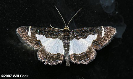 Heliomata cycladata - Common Spring Moth