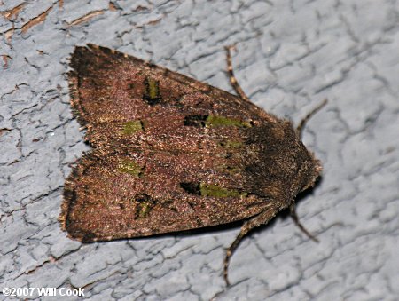 Lacinipolia renigera - Bristly Cutworm