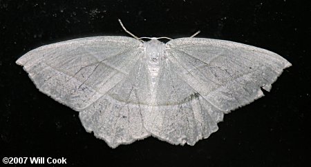 Campaea perlata - Pale Beauty