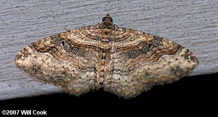 Costaconvexa centrostrigaria - Bent-line Carpet