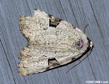 Leuconycta diphteroides - Green Leuconycta