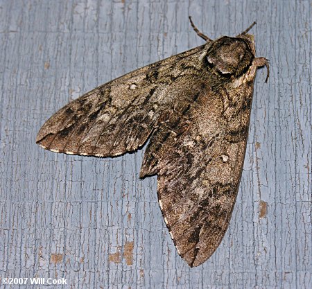 Ceratomia undulosa - Waved Sphinx