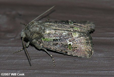 Lacinipolia renigera - Bristly Cutworm