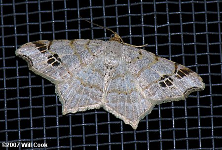 Macaria aemulataria - Common Angle