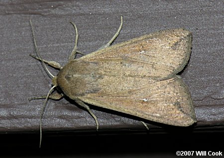 Mythimna unipuncta - Armyworm Moth