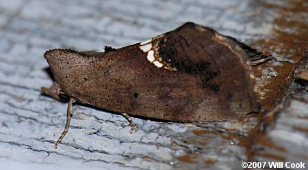 Hypsoropha hormos - Small Necklace Moth