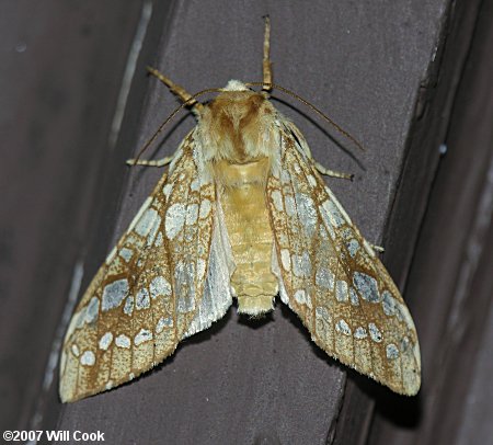 Lophocampa caryae - Hickory Tussock Moth