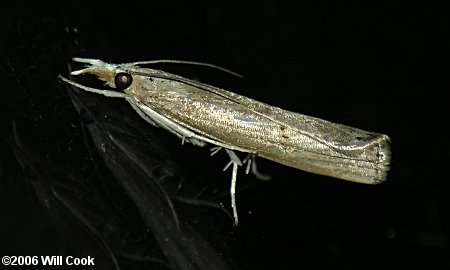 Fissicrambus mutabilis - Changeable Grass-veneer