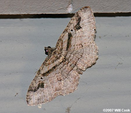 Costaconvexa centrostrigaria - Bent-line Carpet