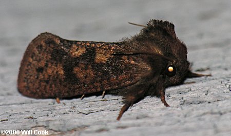 Acrolophus plumifrontella - Eastern Grass-tubeworm Moth