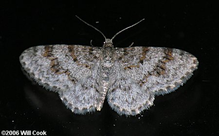 Hydrelia inornata - Unadorned Carpet