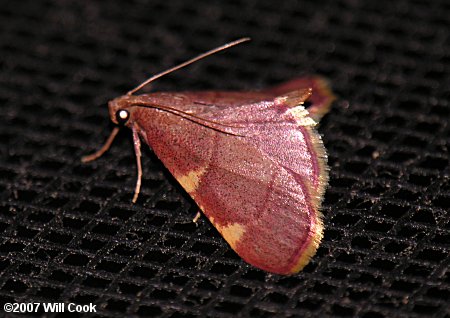 Dolichomia olinalis - Yellow-fringed Dolichomia