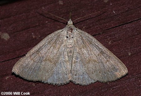 Chytolita morbidalis - Morbid Owlet Moth